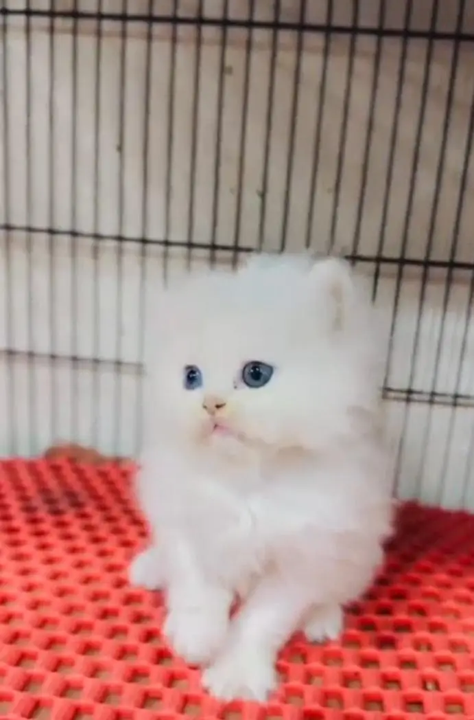 Persian kitten for sale my WhatsApp . 03317047936 — photo 2