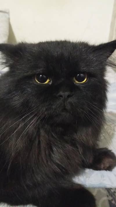 cat for sale