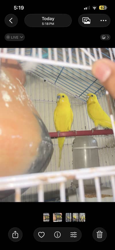 Breeder pair for sale