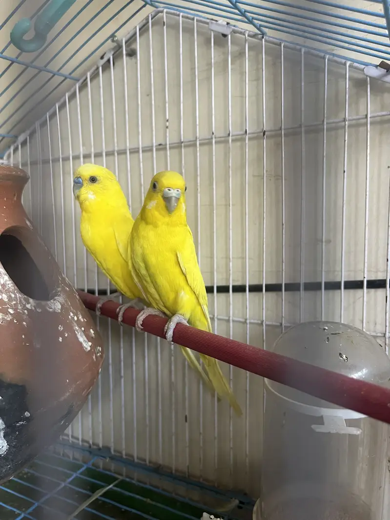 Breeder pair for sale — photo 2