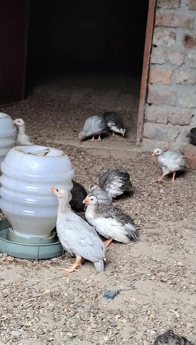 Chakor Chicks for sale