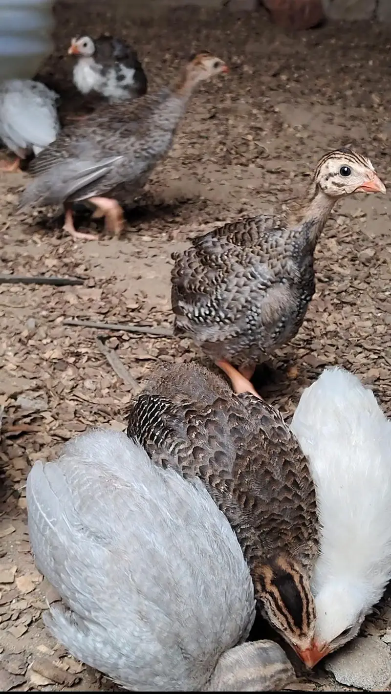 Chakor Chicks for sale — photo 2
