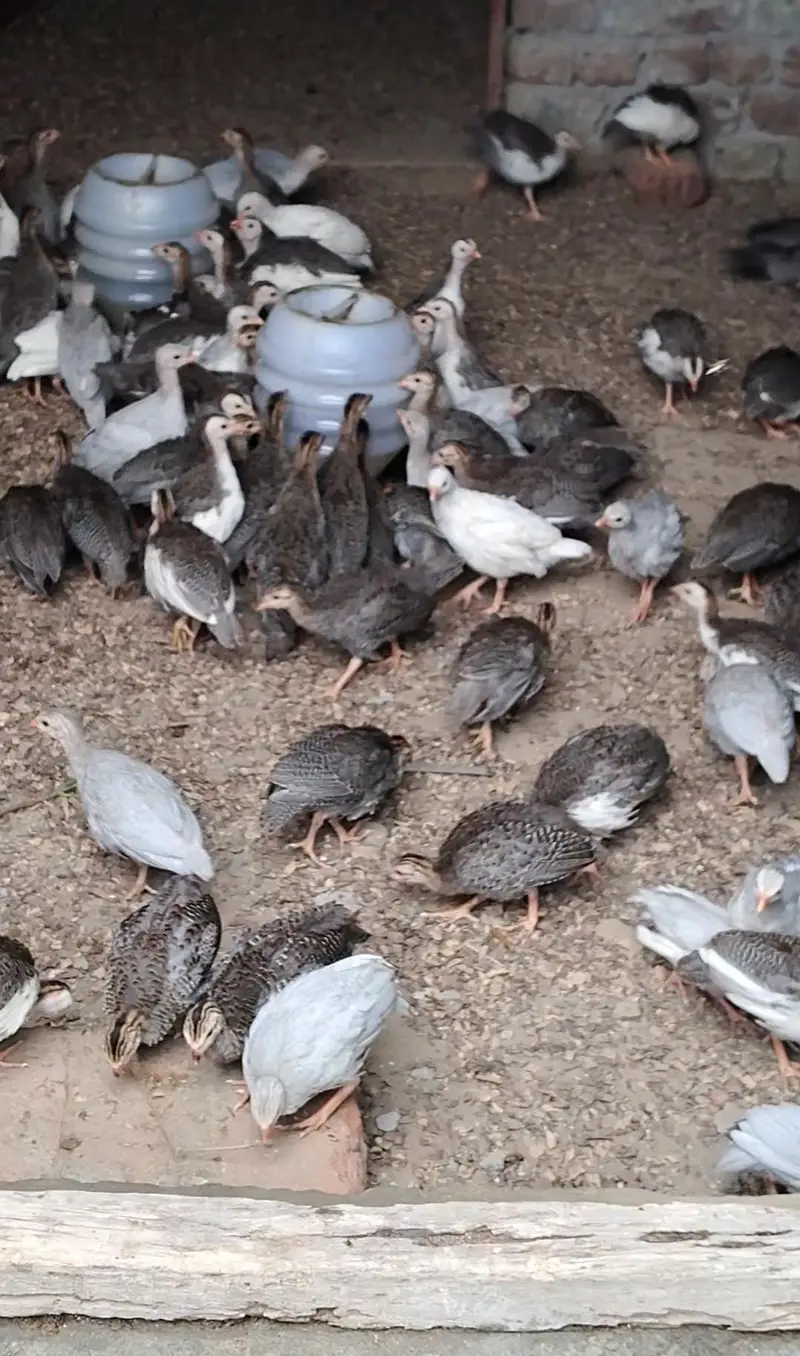 Chakor Chicks for sale — photo 3