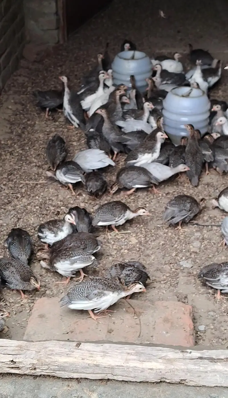 Chakor Chicks for sale — photo 4