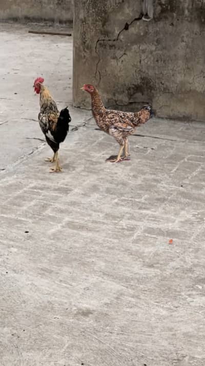 Egg laying pure Desi And Aseel Hen