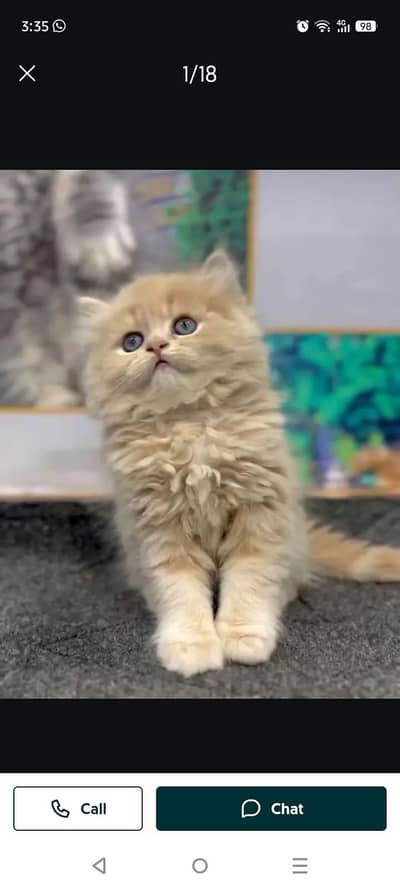 Persian kitten for sale my WhatsApp . 03317047936