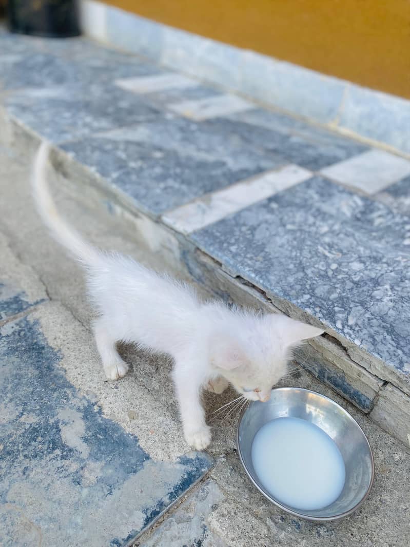 full white 0