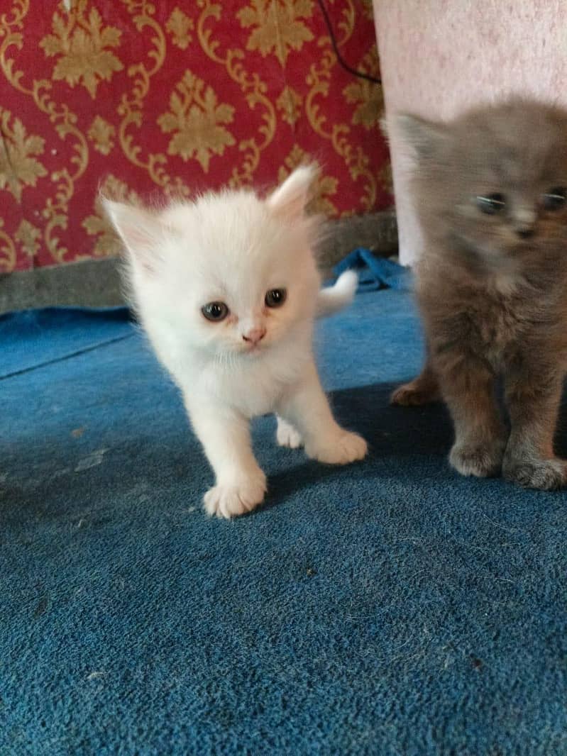 Persian 0