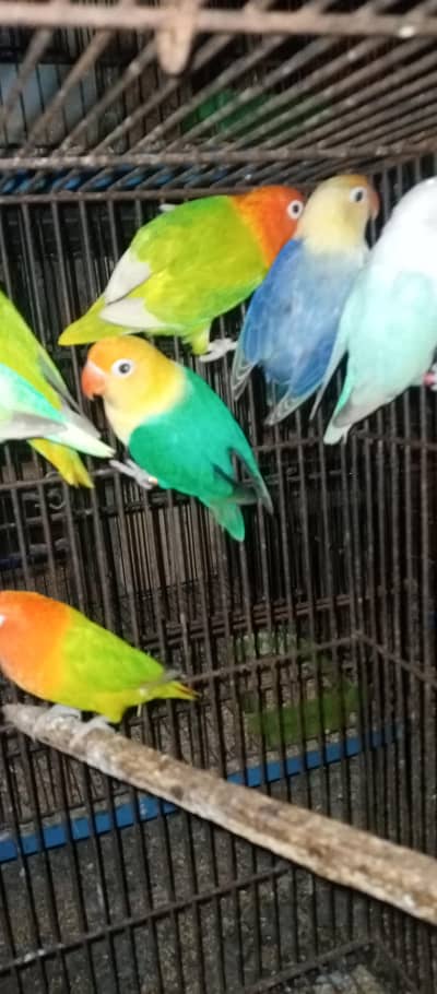 love birds pairs for sale