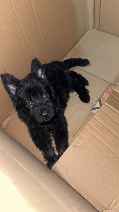 Black shepherd long coat pedigree