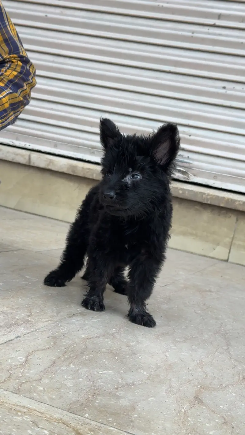 Black shepherd long coat pedigree — photo 2