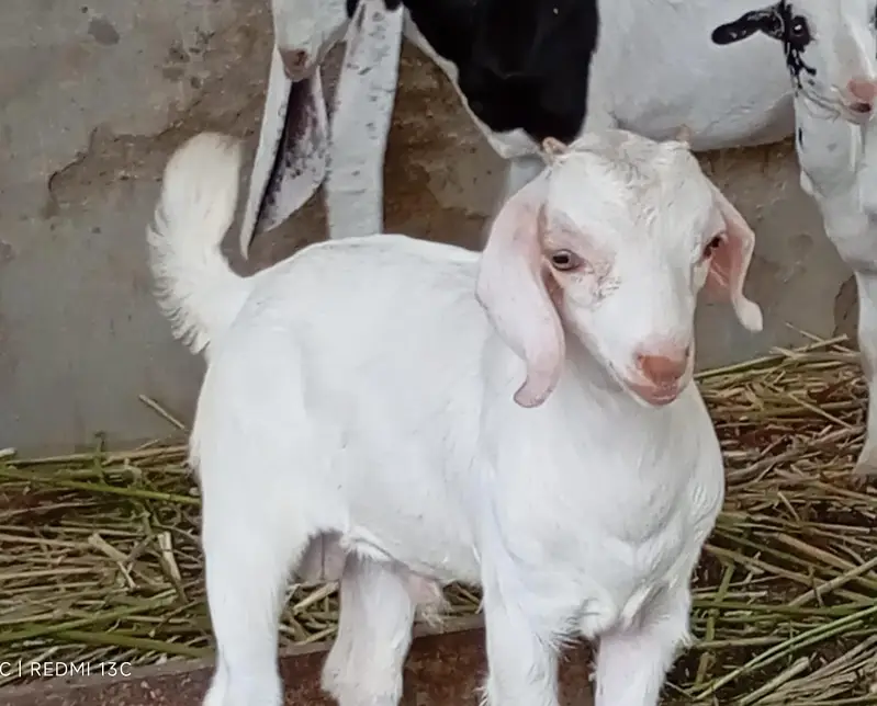 Goats kids for sale