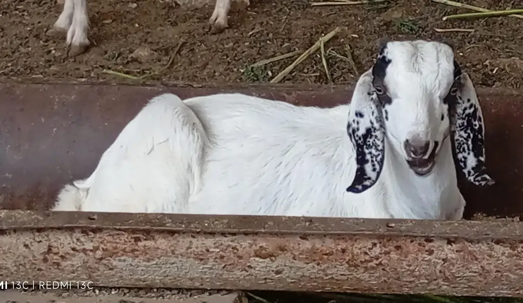 Goats kids for sale — photo 2