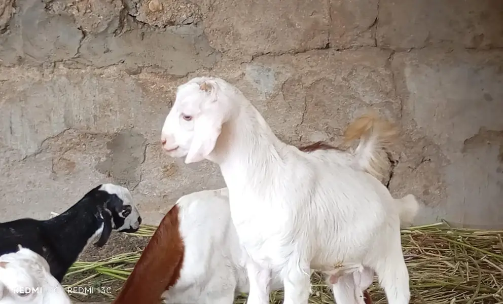 Goats kids for sale — photo 3