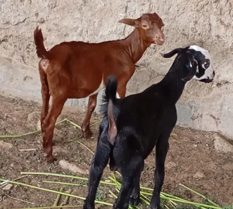 Goats kids for sale — photo 4