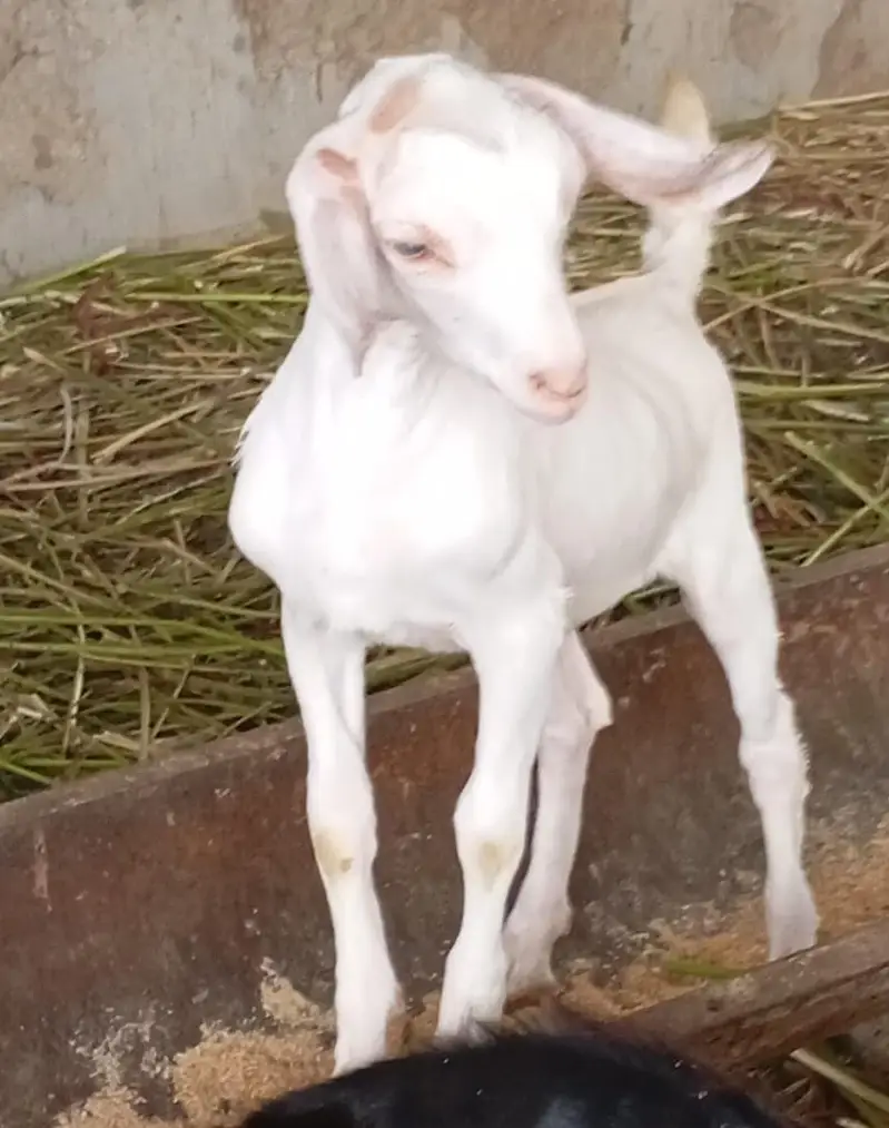 Goats kids for sale — photo 5