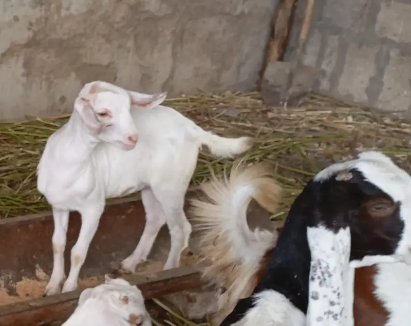 Goats kids for sale — photo 6