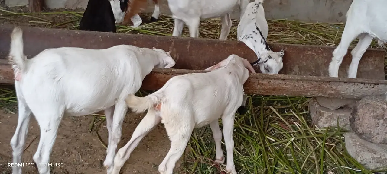 Goats kids for sale — photo 7