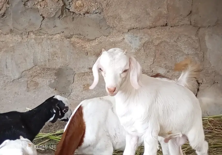 Goats kids for sale — photo 8
