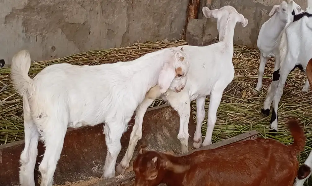 Goats kids for sale — photo 9