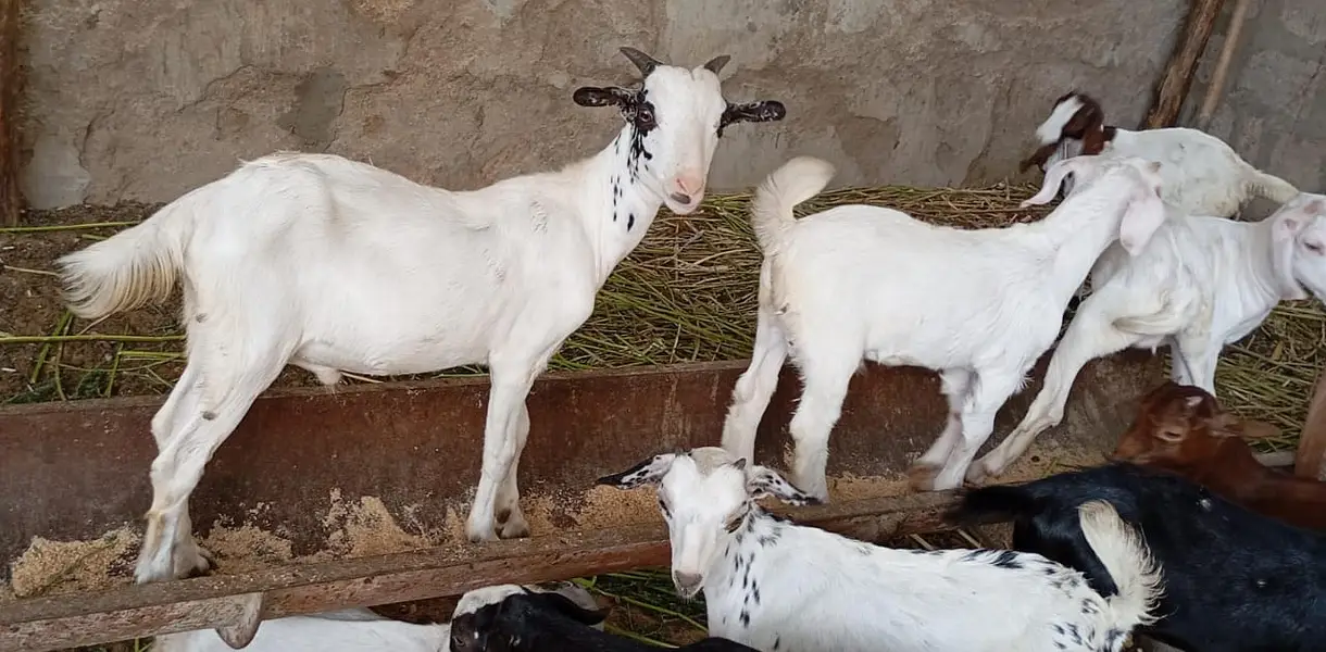 Goats kids for sale — photo 10