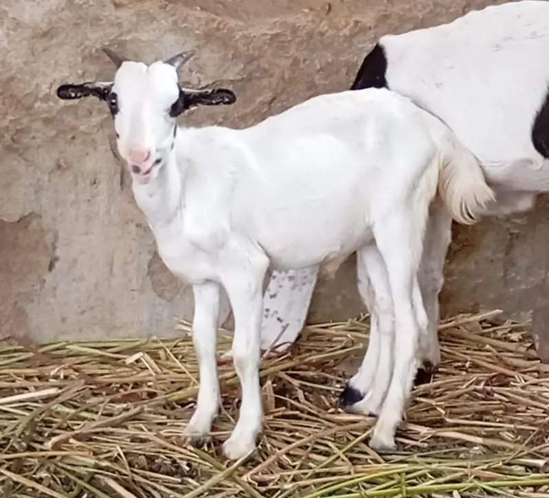 Goats kids for sale — photo 11