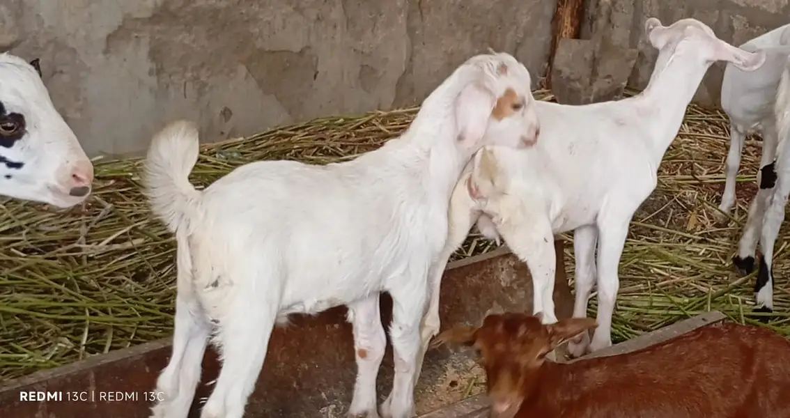 Goats kids for sale — photo 12