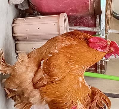 Golden buff hen male of 9 months age