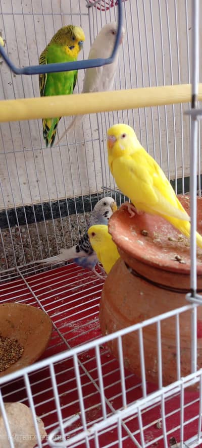 Red eyes budgies