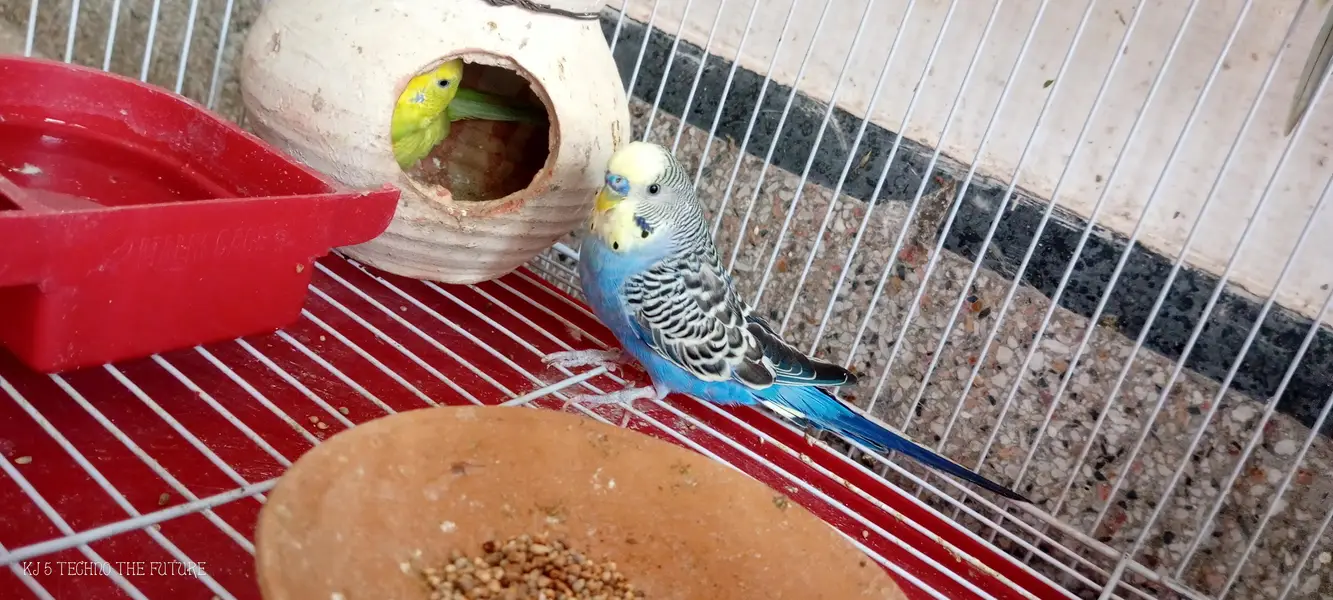 Red eyes budgies — photo 2