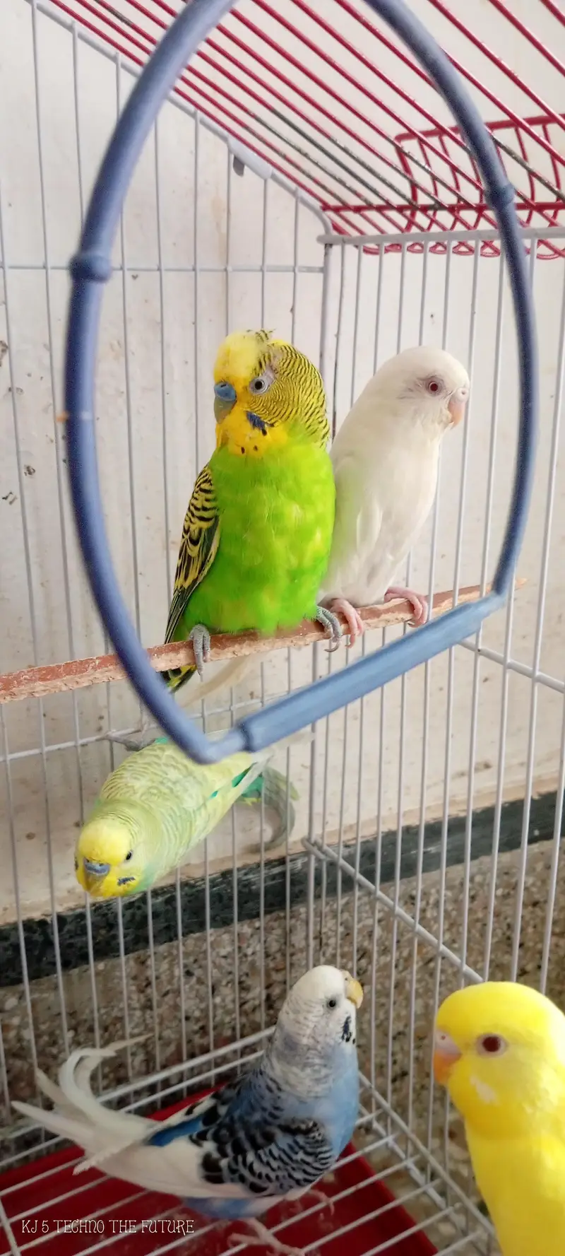 Red eyes budgies — photo 3