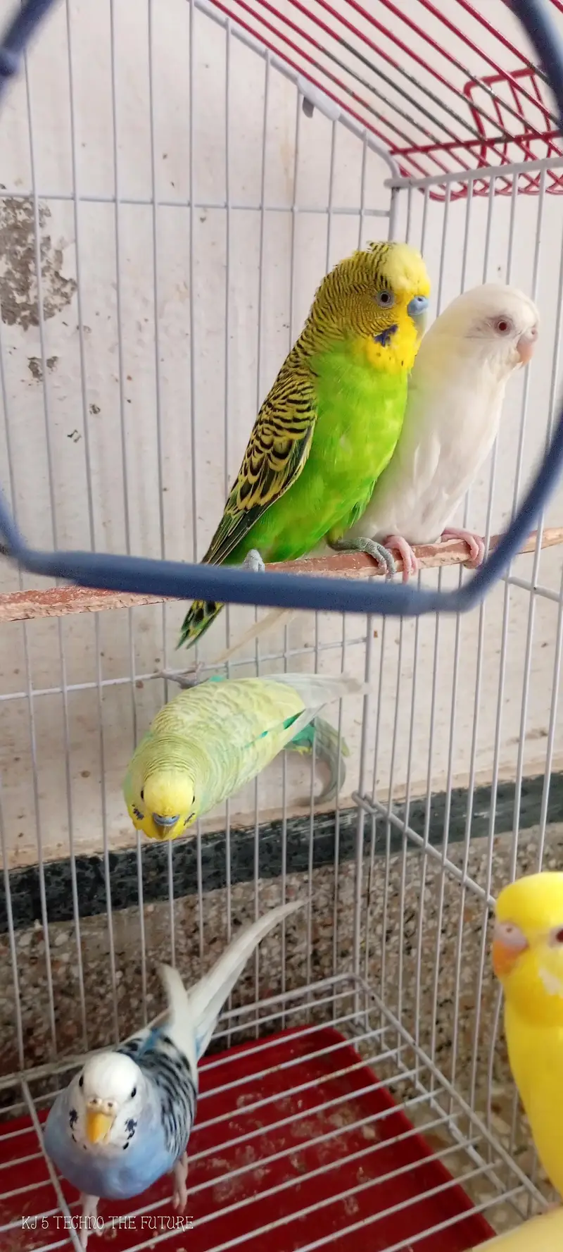 Red eyes budgies — photo 4