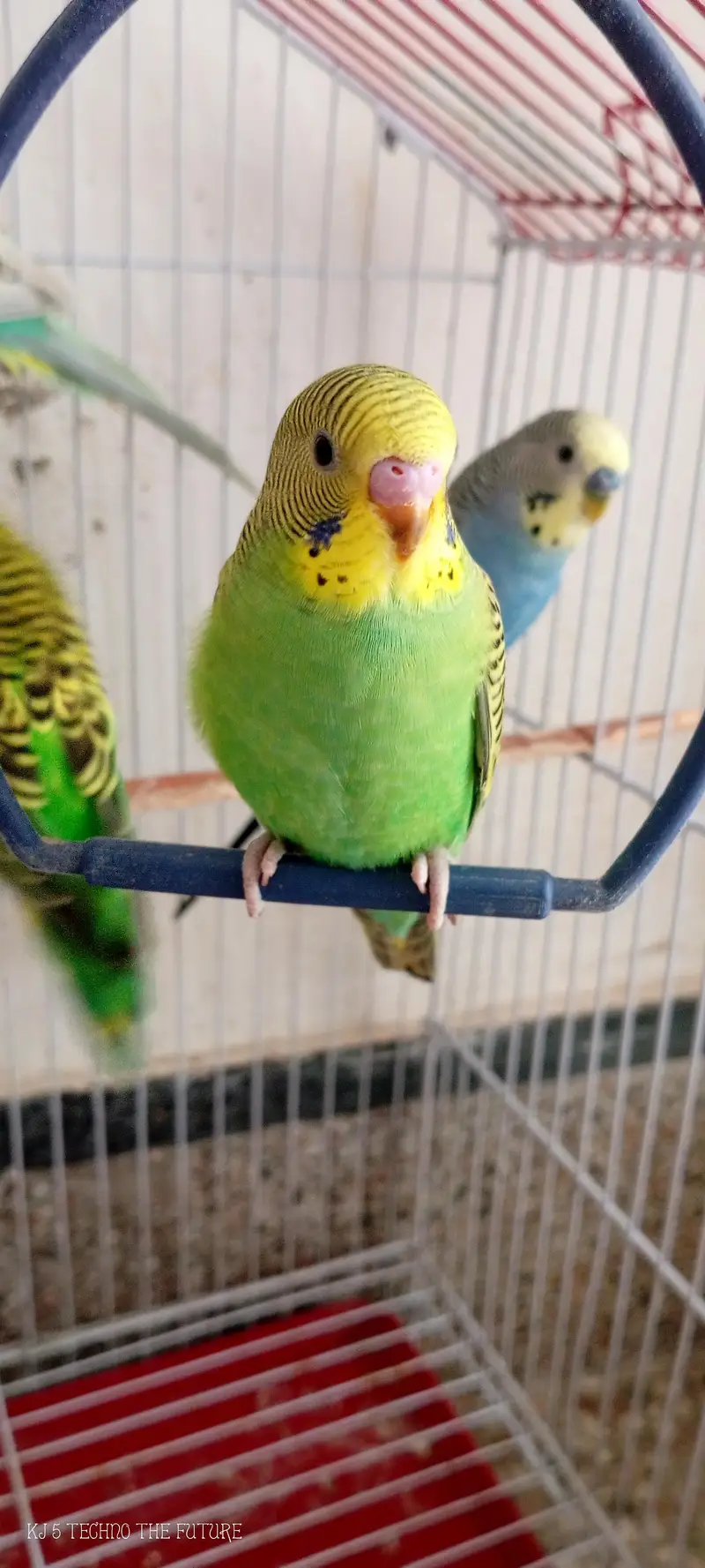 Red eyes budgies — photo 5