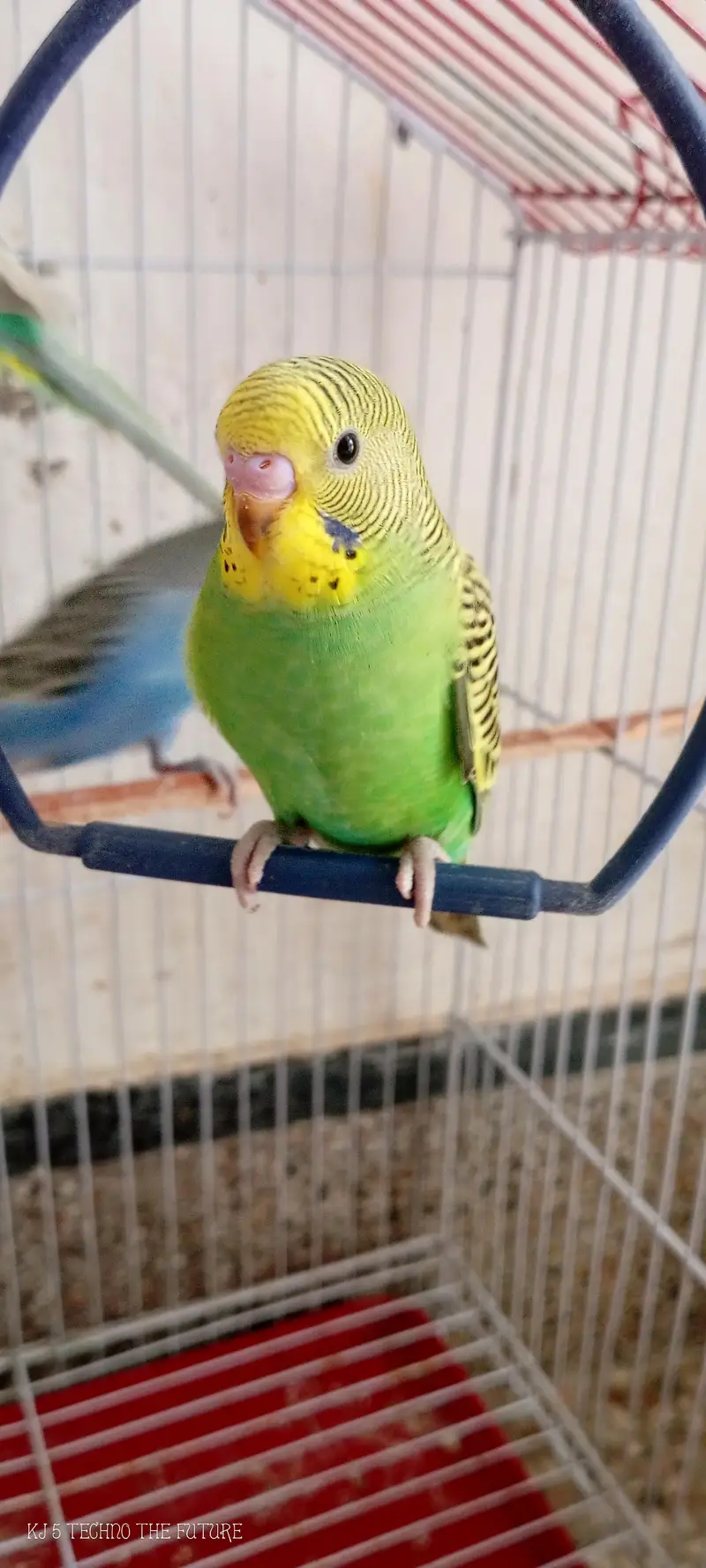 Red eyes budgies — photo 6