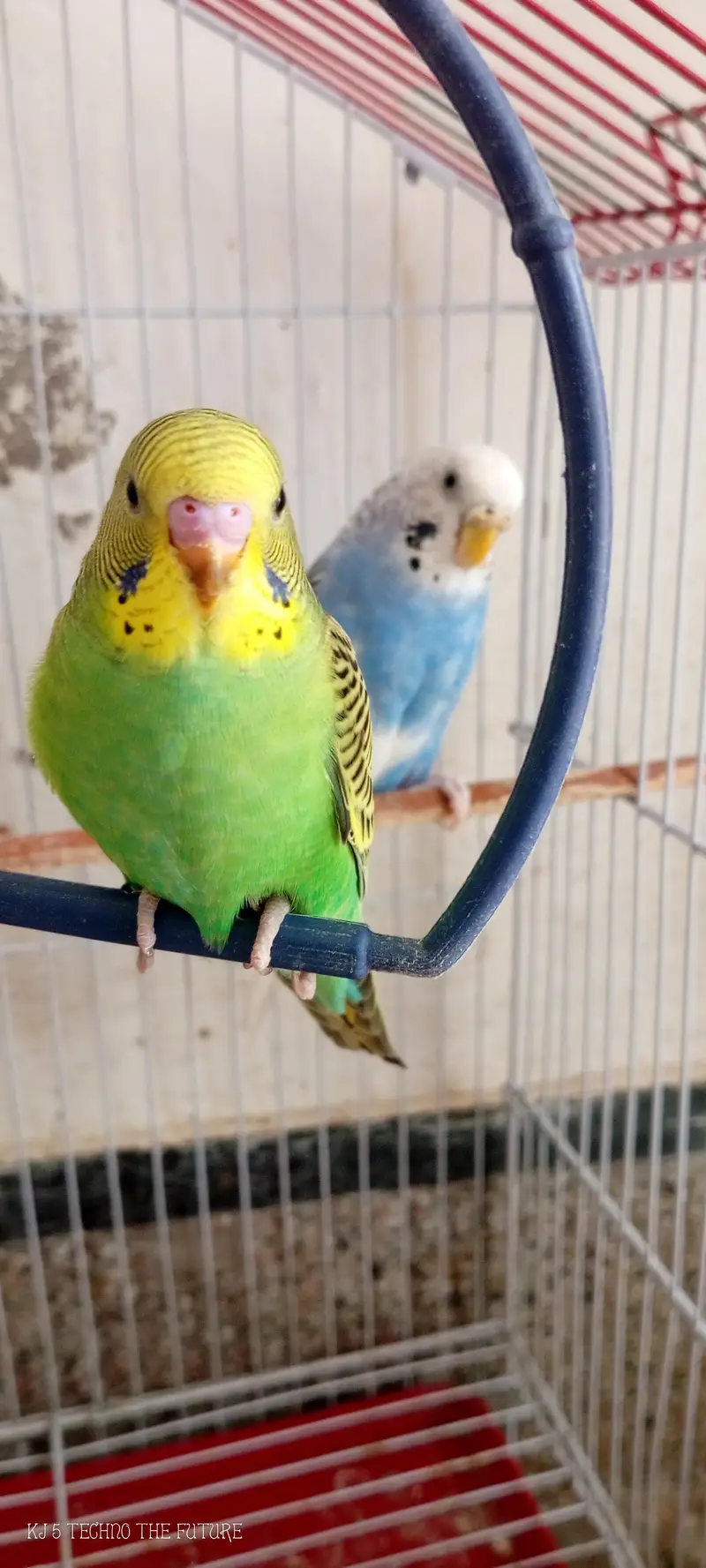 Red eyes budgies — photo 7