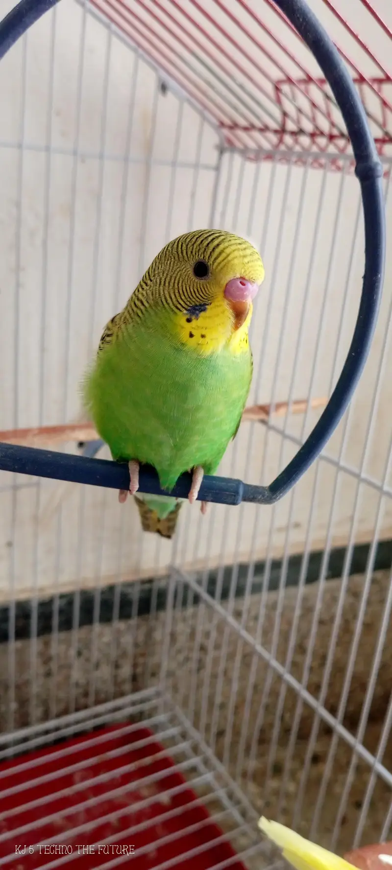 Red eyes budgies — photo 8