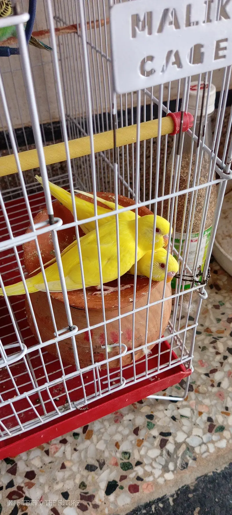 Red eyes budgies — photo 9