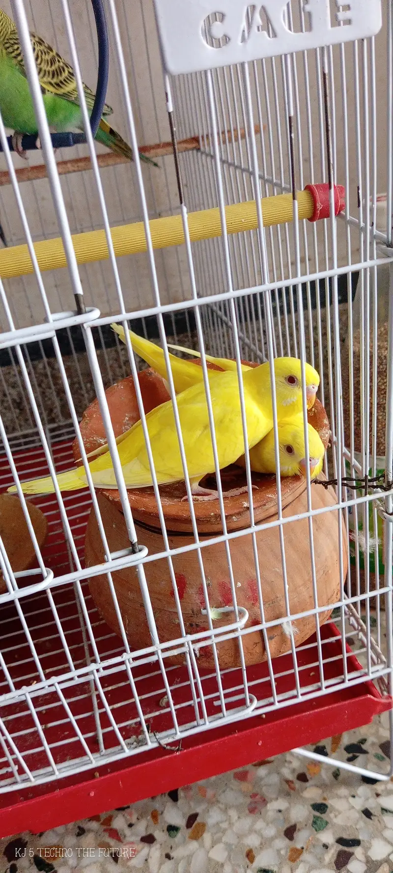 Red eyes budgies — photo 10