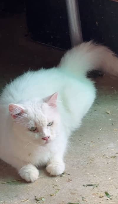 pregnent female cat