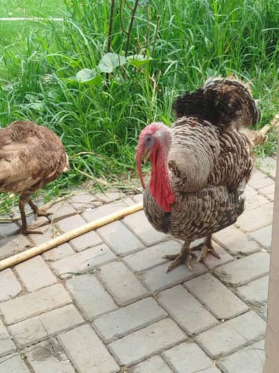 Turkey Male for Sale
