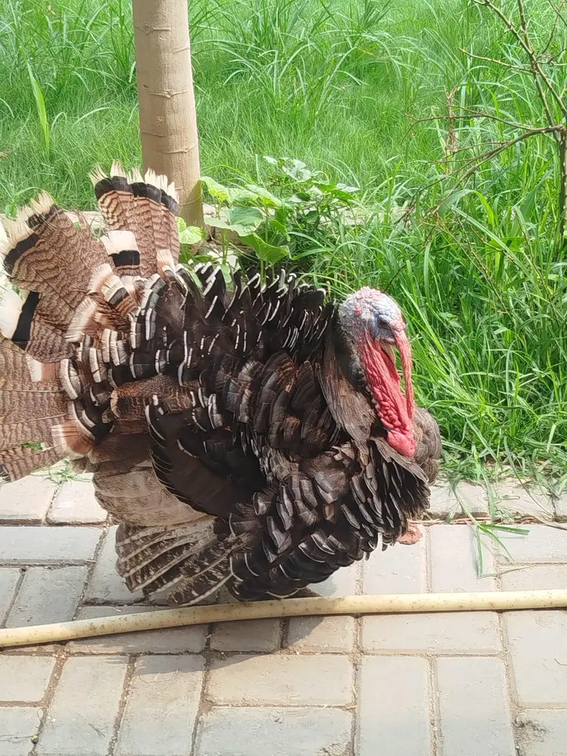 Turkey Male for Sale — photo 2