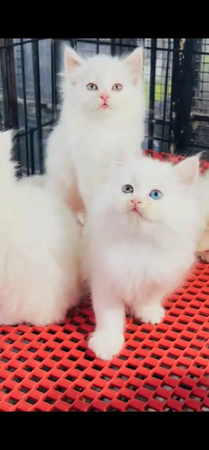 Quality Persian Punch face cat & kittens 03495425573 WhatsApp — photo 3