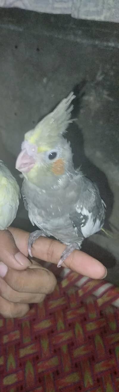 cocktail hand tame