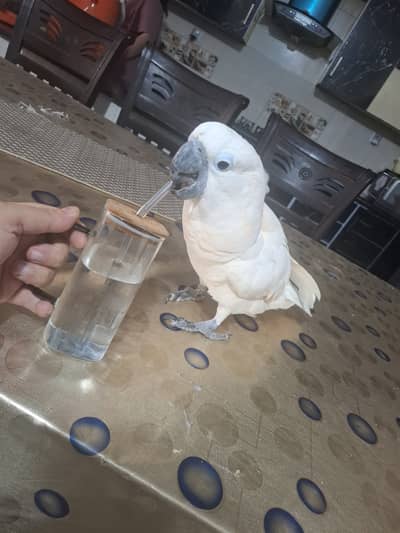 Want to sale my pet