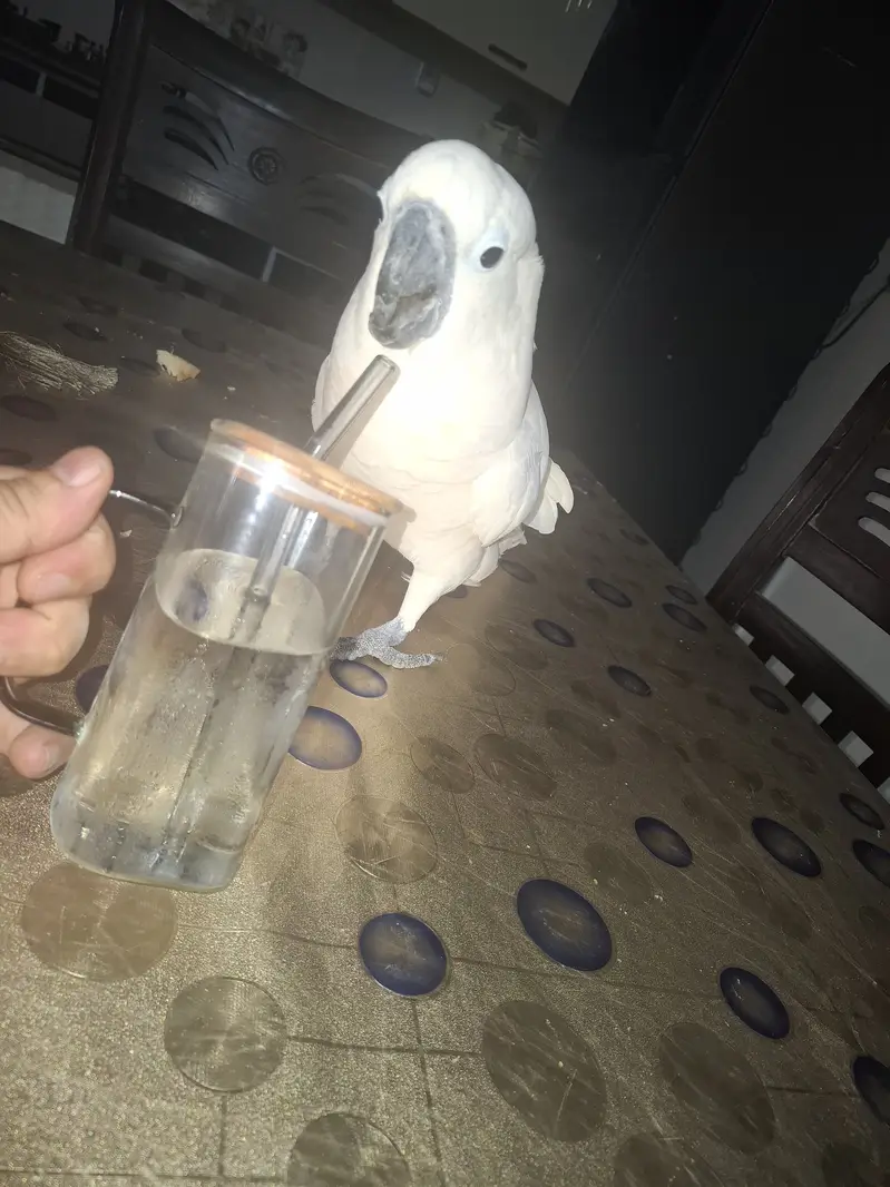 Want to sale my pet — photo 2