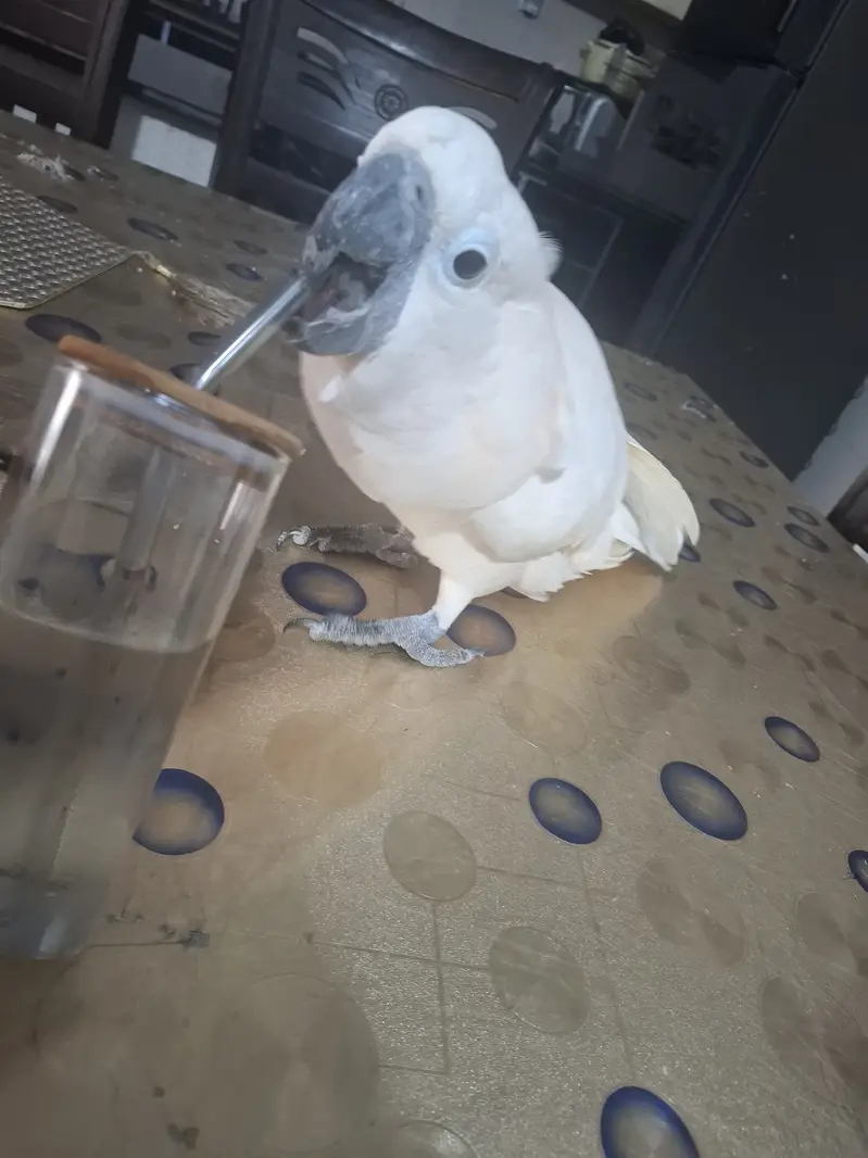 Want to sale my pet — photo 3