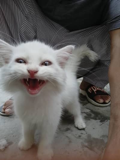 White Dollface kitten