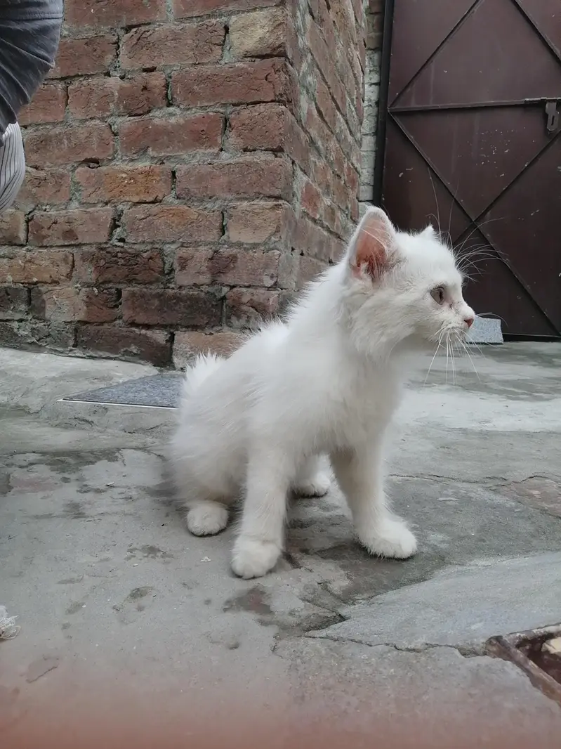 White Persian kitten — photo 2