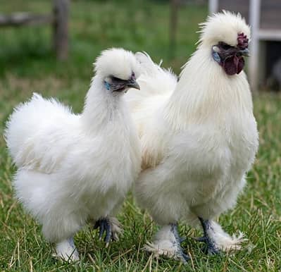 White Silkie Hens Pair
