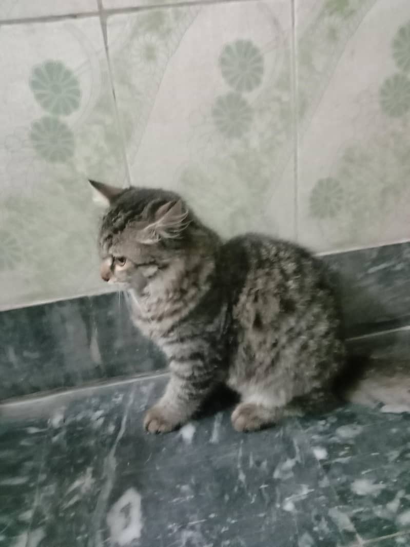cat  0